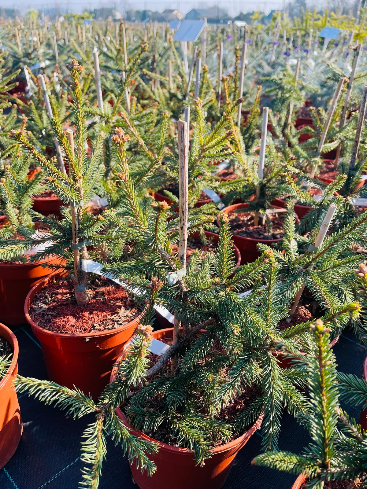 plant033 - Szkółka Ula Milczanowska